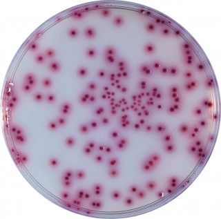 BM066 - COMPASS Salmonella Agar