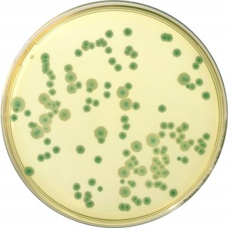 COMPASS-Bacillus