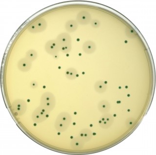 COMPASS® Listeria Agar